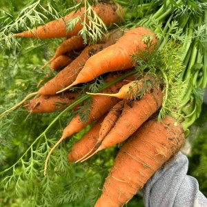 Cà rốt và rau củ hữu cơ /Carrots & Root Vegetables
