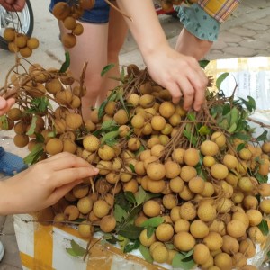 Hoa quả hữu cơ/ Organic Fruits