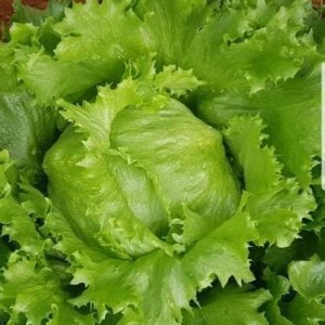 Rau sống, rau thơm hữu cơ/Salad & Herbs